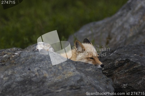 Image of Wild fox hiding behind rock