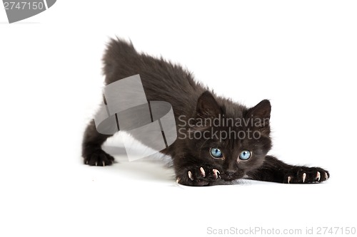 Image of Frightened black kitten standing on a white background