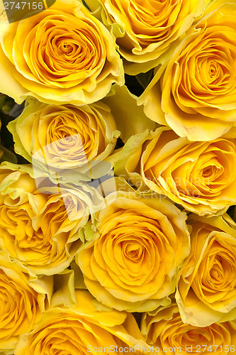 Image of Group of fresh yellow roses