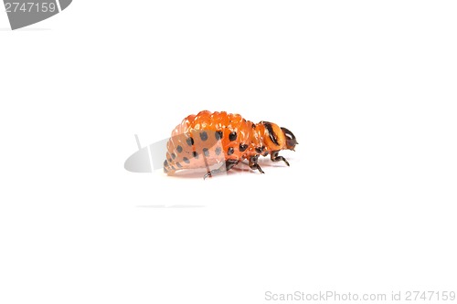 Image of colorado potato beetles