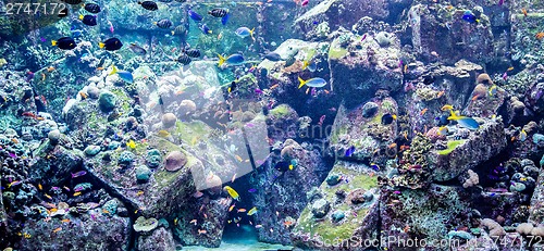 Image of Aquarium tropical fish on a coral reef