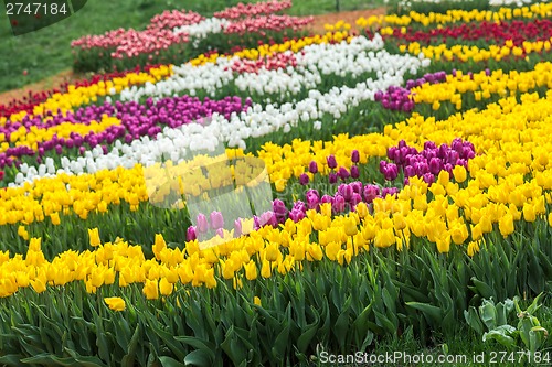 Image of Multicolored flower  tulip field in Holland