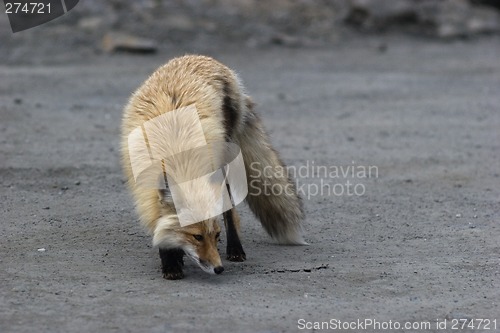 Image of Red Fox smells something