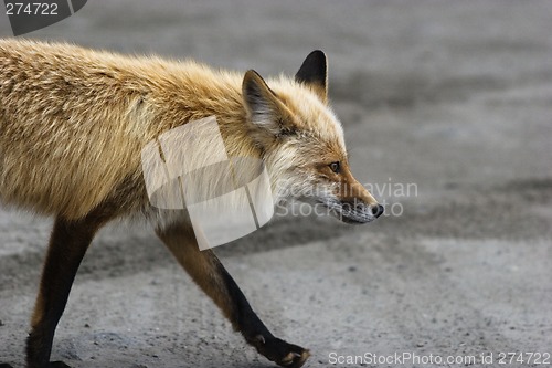 Image of Profile portrait of wild red fox
