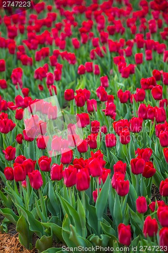 Image of Multicolored flower  tulip field in Holland