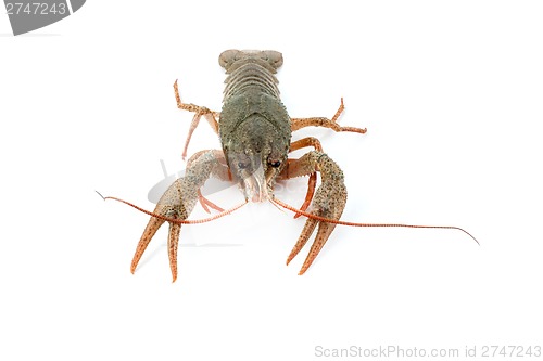 Image of River raw crayfish