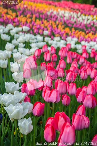 Image of Multicolored flower  tulip field in Holland