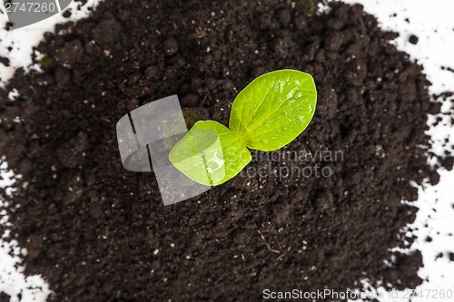 Image of Heap dirt with a green plant sprout isolated