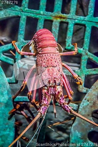 Image of alive lobster in an aquarium