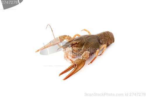 Image of River raw crayfish