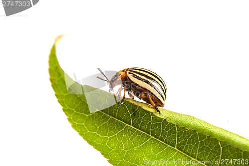 Image of colorado potato beetles