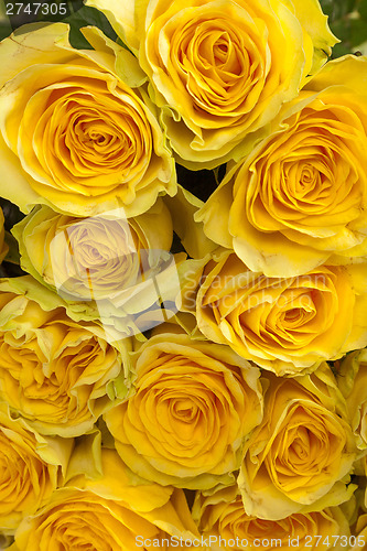 Image of Group of fresh yellow roses