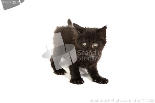 Image of Cute black kitten on  a white background