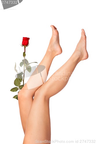 Image of Healthy Woman's Legs and Rose Petals over white.