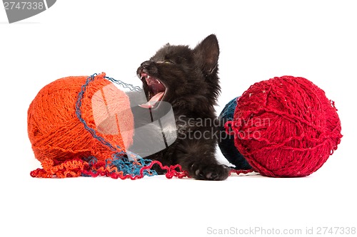 Image of Black kitten playing with a red ball of yarn on white background