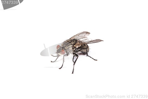 Image of Fly isolated on white. Macro shot of a housefly,