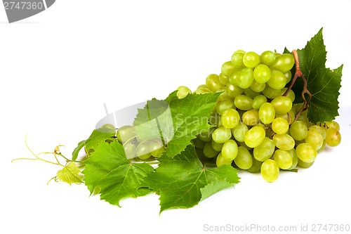 Image of Grape