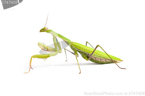 Image of Mantis isolated on a white background