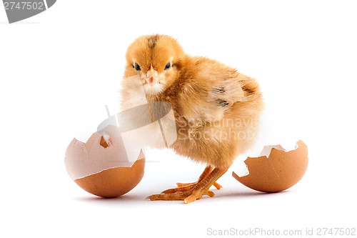 Image of The yellow small chicks with an egg