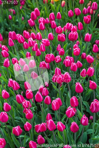 Image of Multicolored flower  tulip field in Holland