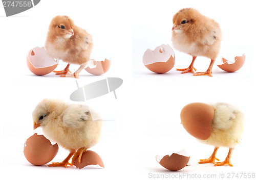 Image of The set of yellow small chicks with egg