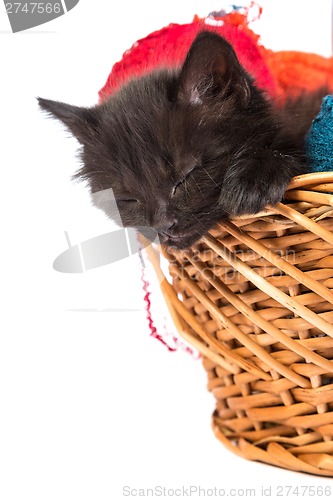 Image of Black kitten playing with a red ball of yarn on white background