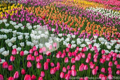 Image of Multicolored flower  tulip field in Holland