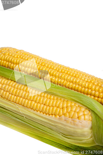 Image of Fresh uncooked corn on the cob