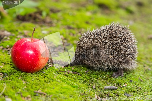 Image of Wild Hedgehog is looking for a food