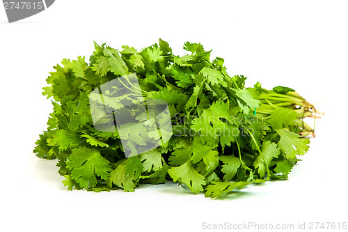 Image of Parsley tied in a bunch with twine isolated