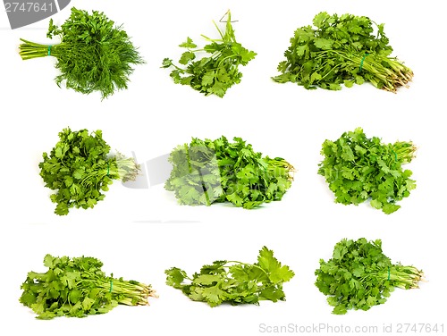 Image of set of Fresh branches of green dill and Parsley tied isolated