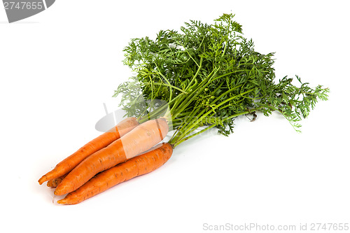Image of Bunch of fresh carrot isolated on white