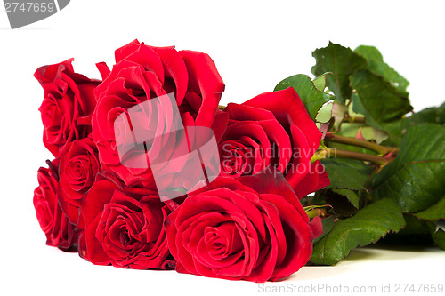 Image of Three fresh red roses over white background