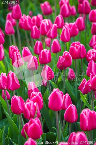 Image of Multicolored flower  tulip field in Holland