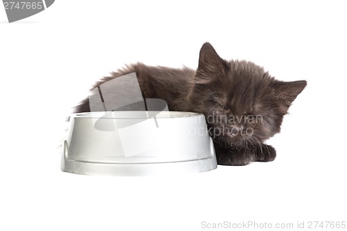 Image of Black kitten drinks milk, on a white background