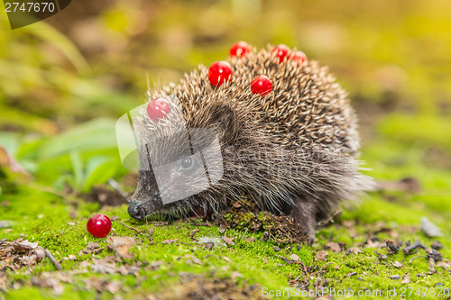 Image of Wild Hedgehog is looking for a food