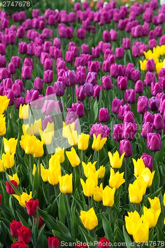 Image of Multicolored flower  tulip field in Holland