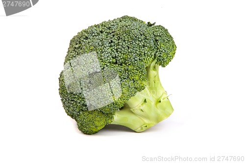 Image of Single broccoli floret isolated on white