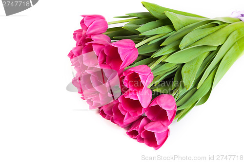 Image of Bunch of tulips on a white