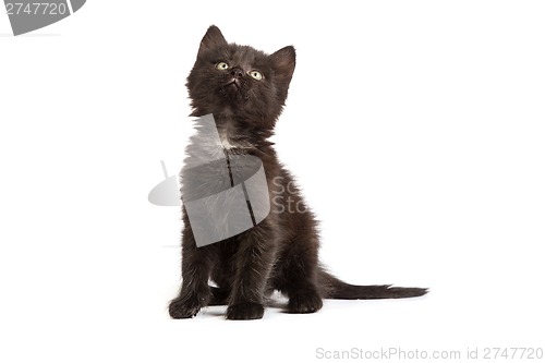 Image of Cute black kitten on  a white background