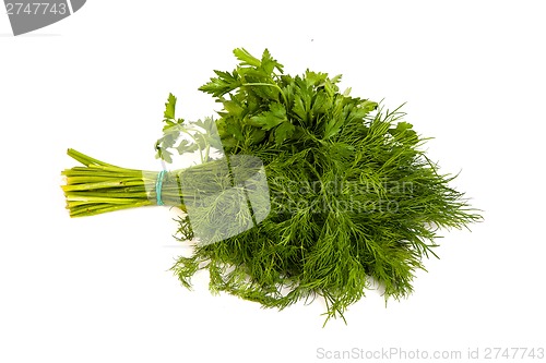 Image of Fresh branches of green dill and Parsley tied isolated