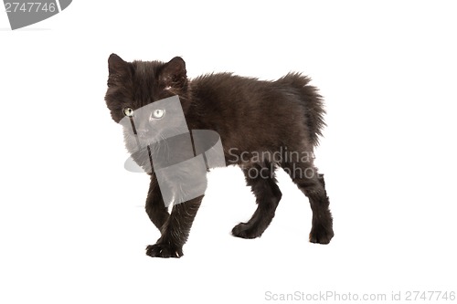 Image of Cute black kitten on  a white background