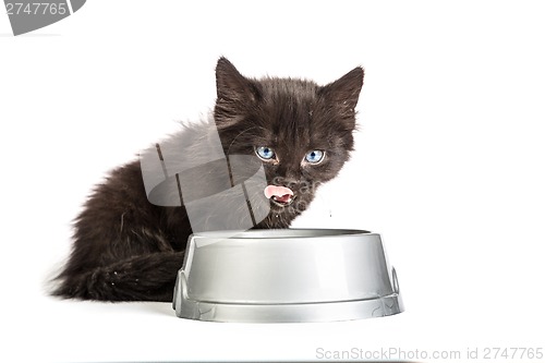 Image of Black kitten drinks milk, on a white background