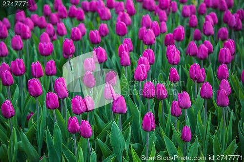 Image of Multicolored flower  tulip field in Holland