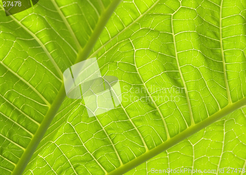 Image of Green leaves I