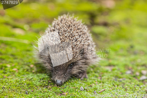 Image of Wild Hedgehog is looking for a food