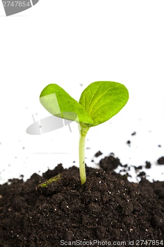 Image of Heap dirt with a green plant sprout isolated