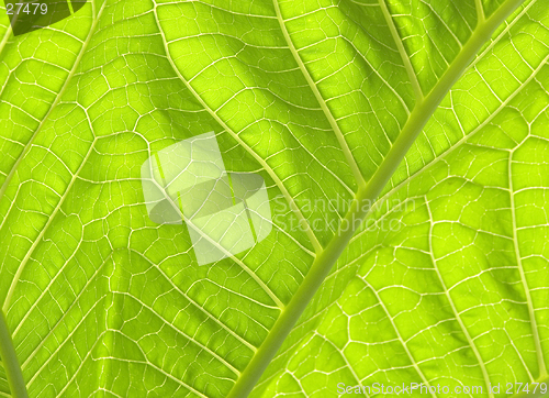 Image of Green leaves II