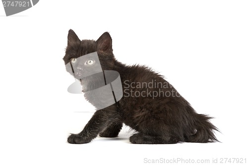 Image of Cute black kitten on  a white background