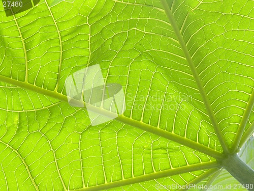 Image of Green leaves III